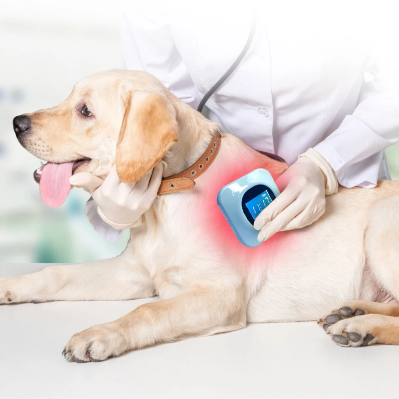 

Portable 36 Diodes Low Level Cold Laser Pain Therapy Device For Pets Medical Equipment Wound Healing Swelling Treatment Home Use