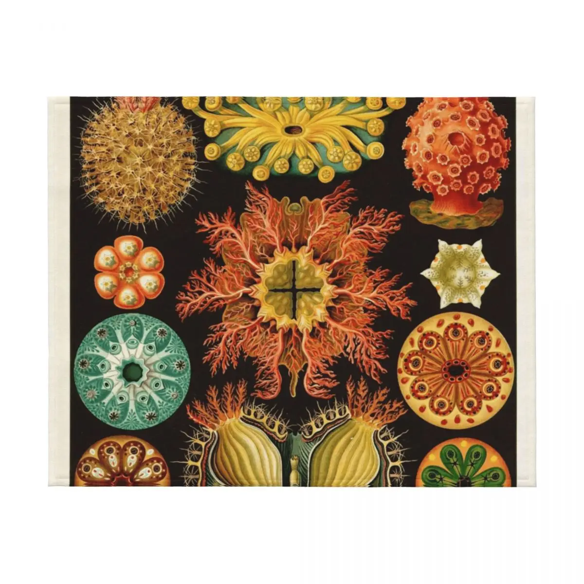 Ernst Haeckel - Ascidiae (Sea Squirts) - بطانية رمي توضيحية نباتية عتيقة للطفل بطانيات أريكة عملاقة ثقيلة #2