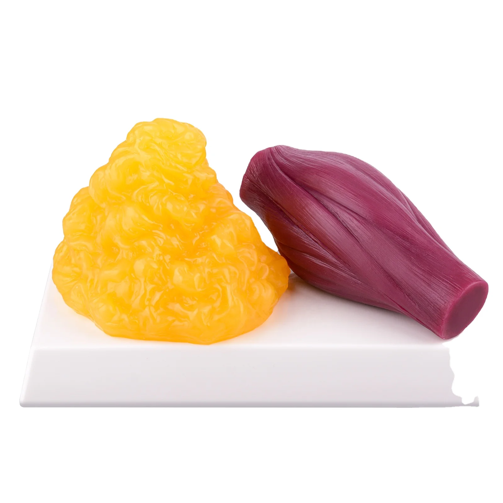 

1 lb Fat Replica Vs 1lb Muscle Replica Model