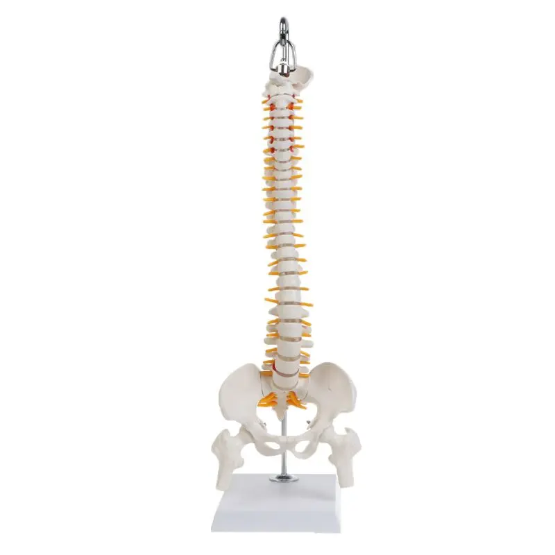 45cm flexible human spine spine lumbar curve anatomical model anatomical spine