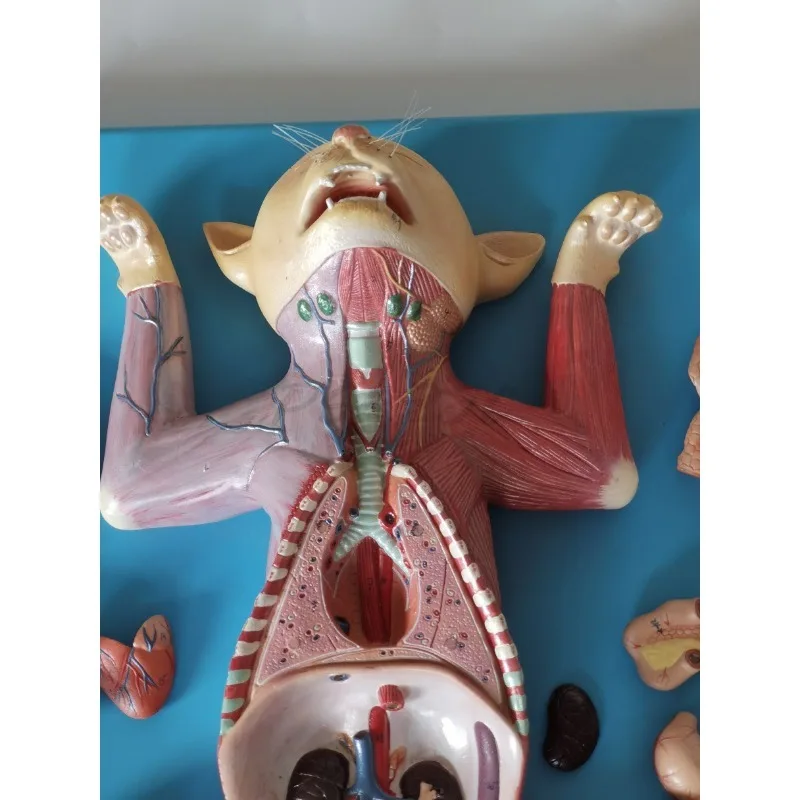 Anatomia avançada do gato Abdominal Anatomia do gato Ensino Modelo experimental de anatomia animal