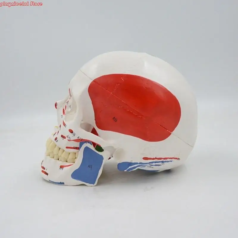 E8BA Medical Skull Model Model Doction Office Ananatomy Classroom Aid Aid