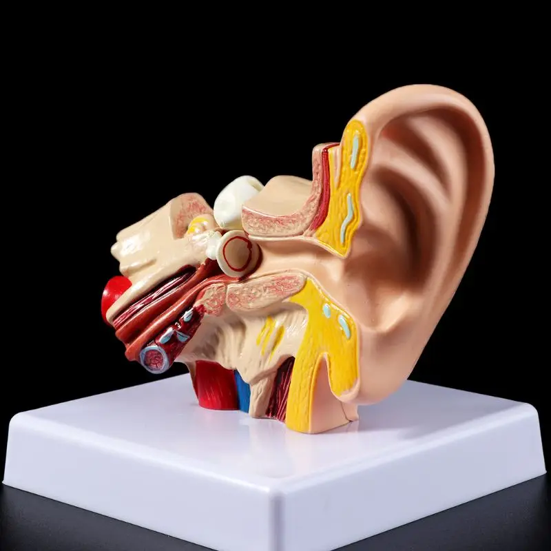 1.5 Times Life Size Human Ear Anatomy Model OrganMedical Teaching Supplies Professional D5QC