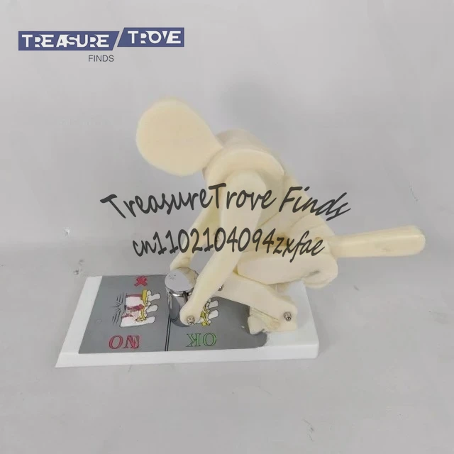 

Fo Human body bending weightlifting spinal force demonstration model correct posture demonstration lumbar spine