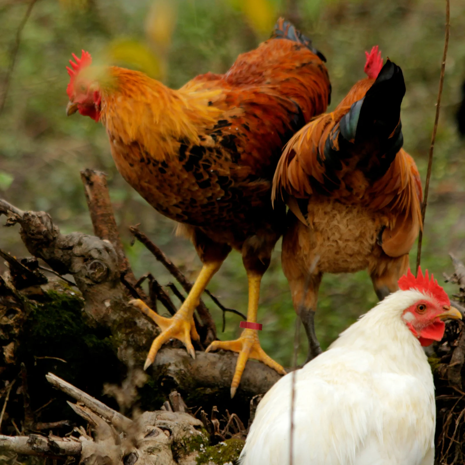 

100 pcs Adjustable Poultry Leg Bands For Chickens Ducks Geese Blank Identification Rings Reusable Farm Management Tool Poultry