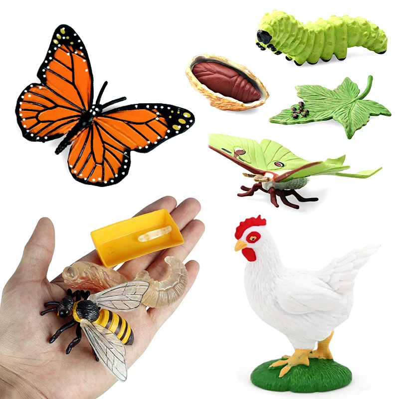 

Simulation Grow Cycle Model Creative Plant Animal Insect Growth Trajectory Observation Cognitive Prop Funny Teaching Aids QC-ZYF