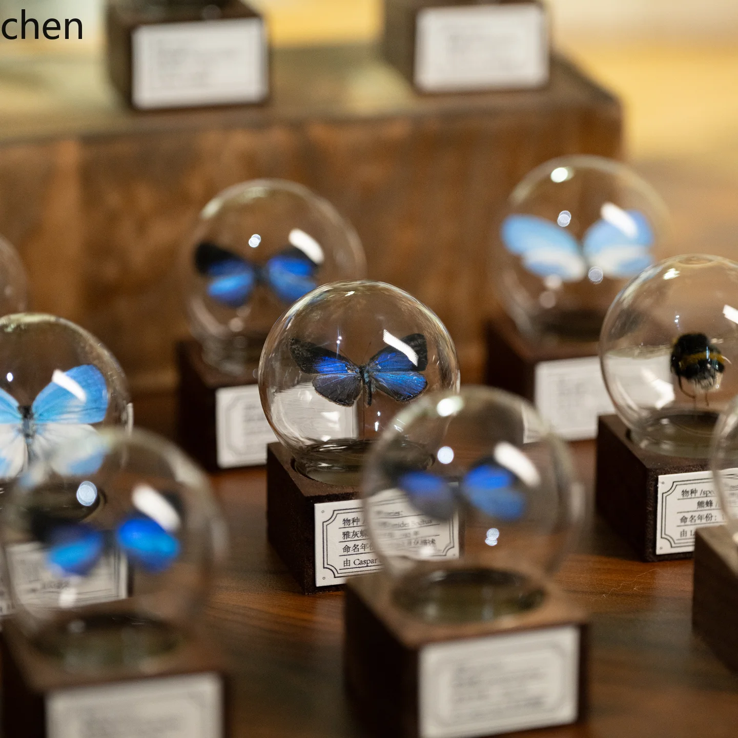 CZ Mini Walnut Wood Butterfly Glass Dome Handmade Desktop Ornament Holiday Gift