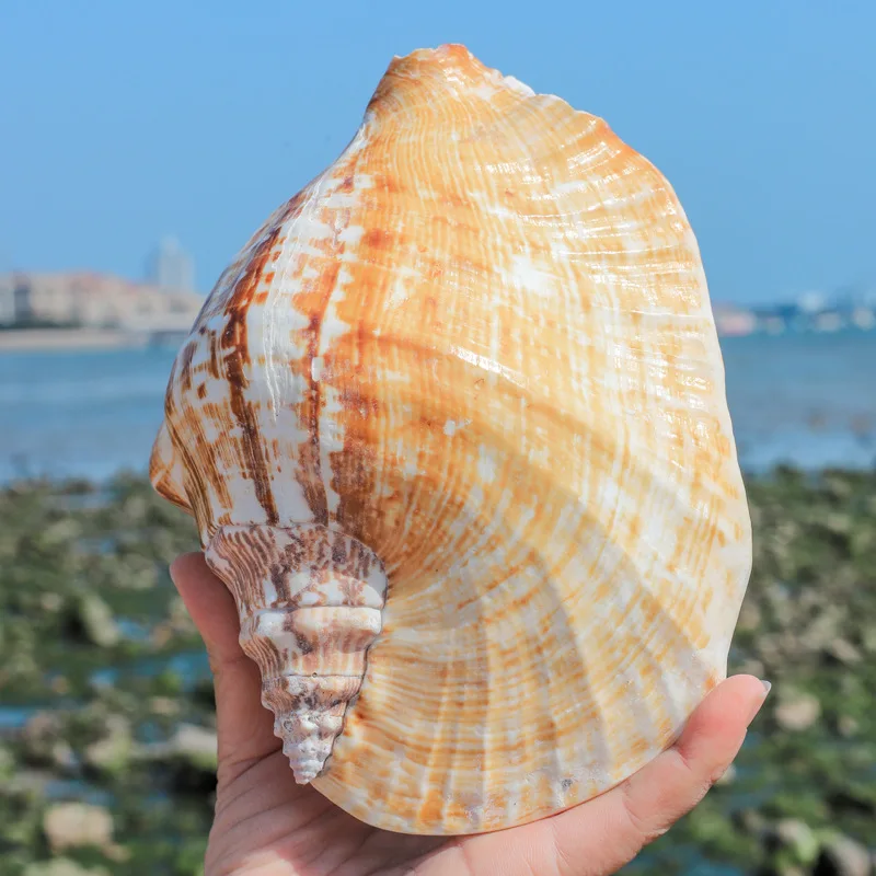 Giant Conch Shell Real Natural Seashells Thick Shell Perfect for Fish Tank Wedding Decor Beach Theme Party Home Decorations