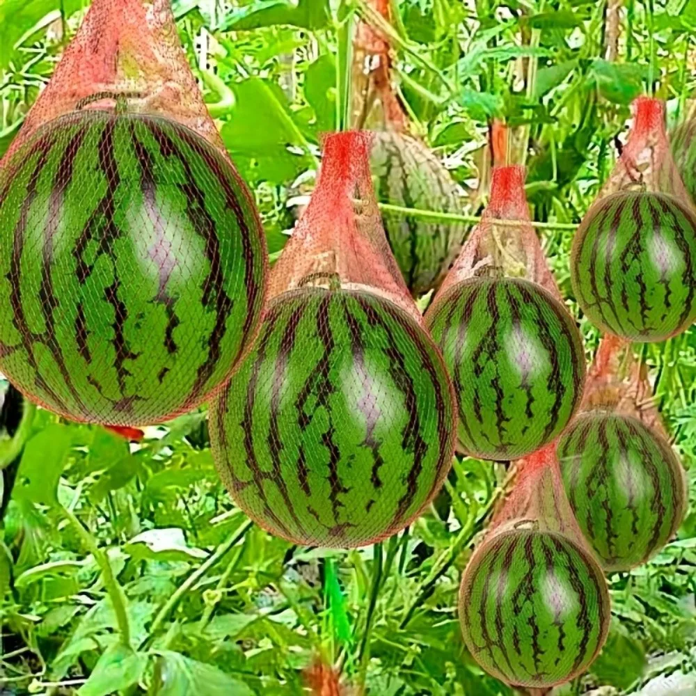 Reusable Watermelon Net Mesh with Straps Fruit Storage Net Bag Corded Vegetables Storage Vertical Planting Net
