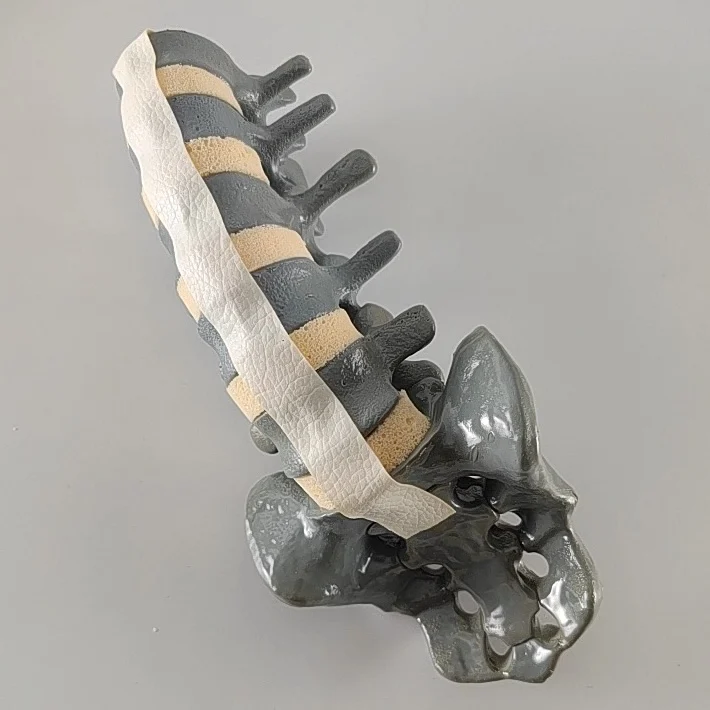 Sawbones Solid Foam Human Lumbar 1 ถึง Sacrum Lumbar Spinal Model พร้อมรากเส้นประสาทสําหรับศัลยกรรมกระดูก