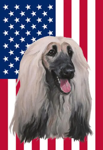 Afghan Hound American Flag