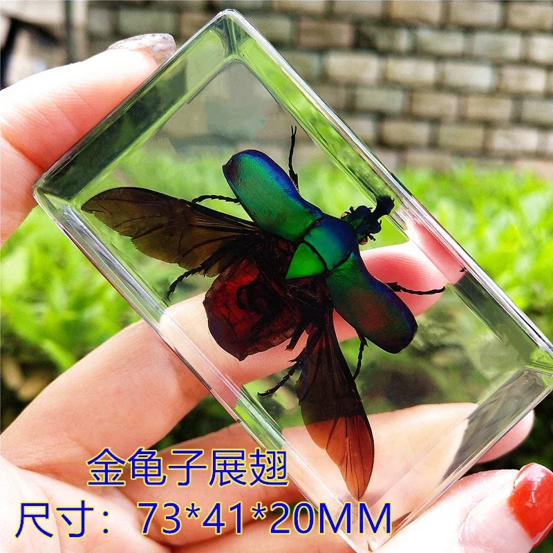 29個の新しい本物の昆虫標本、樹脂製の神聖なカブトムシ標本