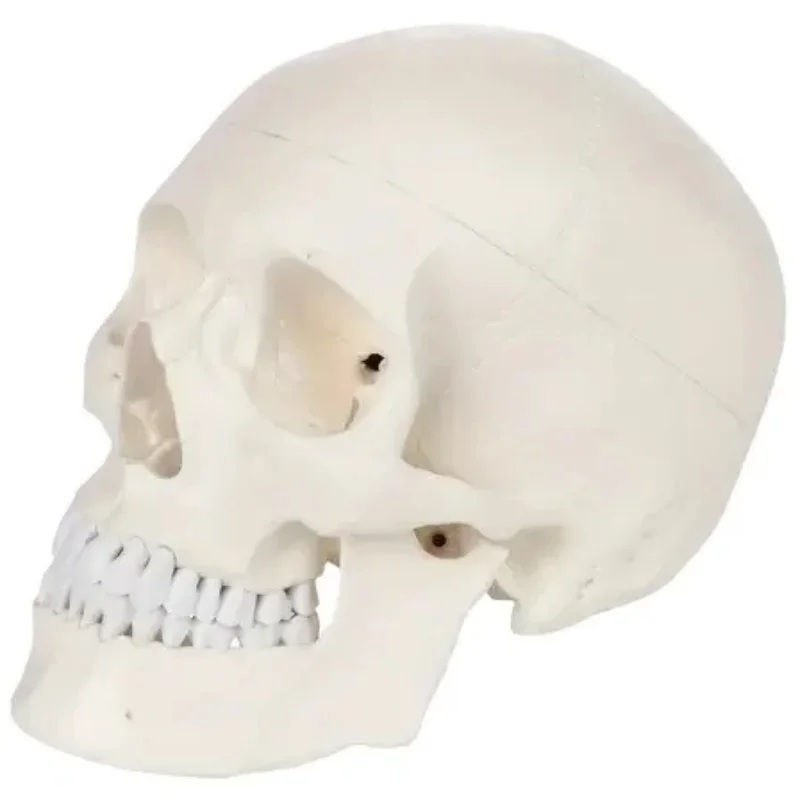

Mini Skull Model for Art & Anatomy Study - Detachable Plastic Human Skull Sculpture - Dental/Oral Teaching, Art Drawing, Hallow