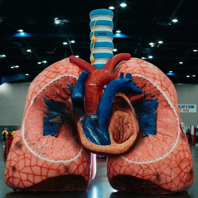 event inflatable Medical theme advertising  realistic heart and lung model for promotion,inflatable lung with tumor for Medical