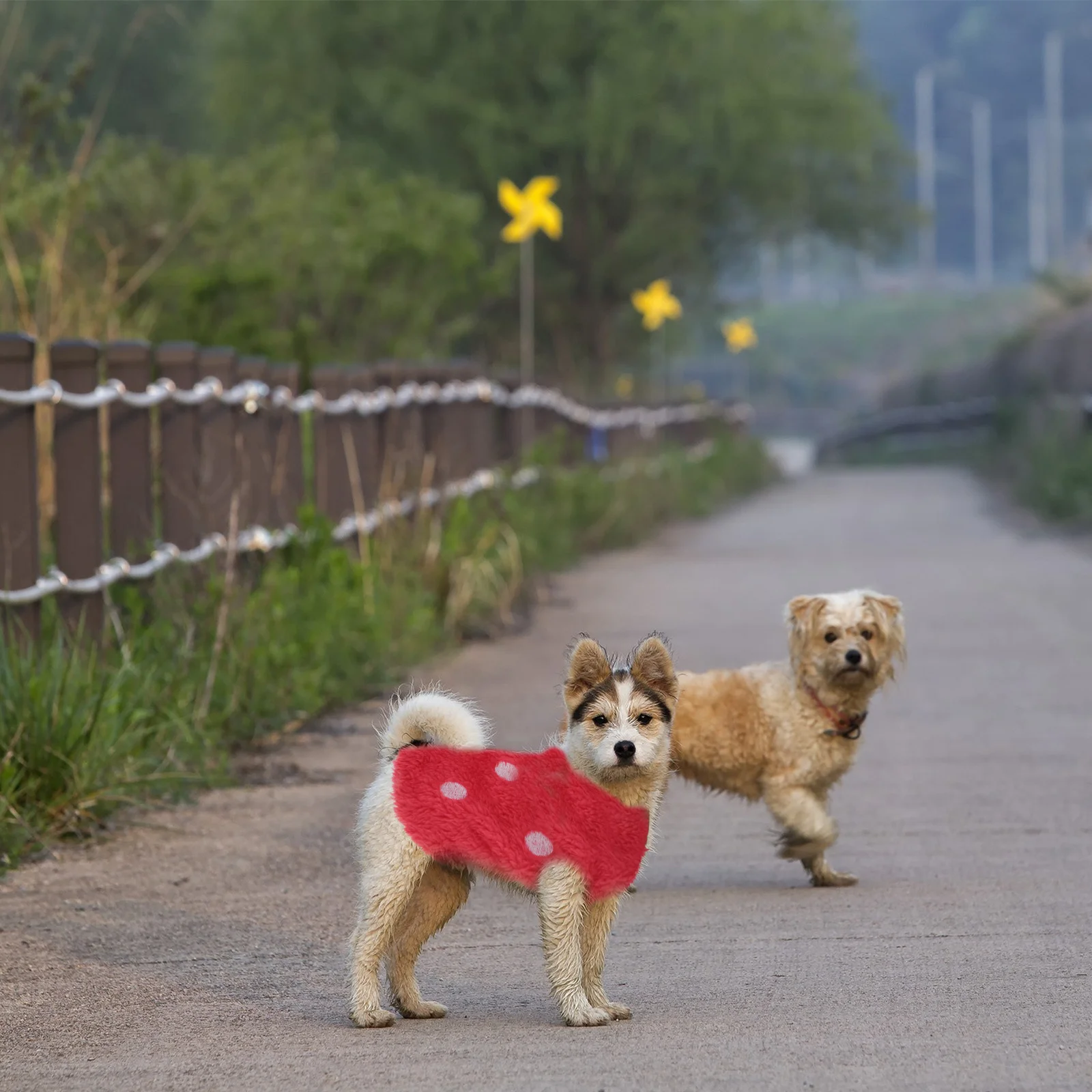 

Dog Strawberry Clothes Warm Coral Fleece Small Pet Vest Bunny Costume Cute Hoodie For Guinea Pig Rabbit Chinchilla