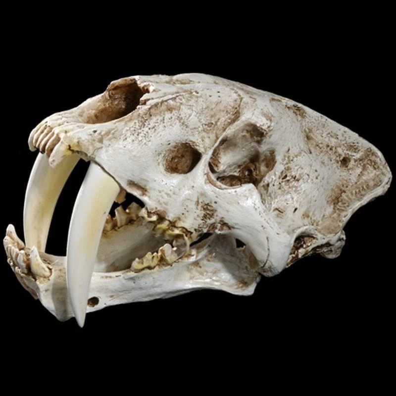 W89C 1: 1 Saber-Tother Resin Skull for Head Model Home Bar Decor