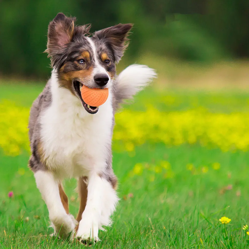 

Игрушка для животных с дистанционным управлением: безопасная зарядка, низкий уровень шума, долгий срок службы батареи. Мяч для кошек, мяч для собак, игрушка для собак, игрушка для кошек.