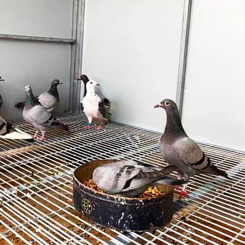 Factory Direct 2026 Small assembly pigeon loft, chicken coop assembly, customization supported. Welcome to inquire