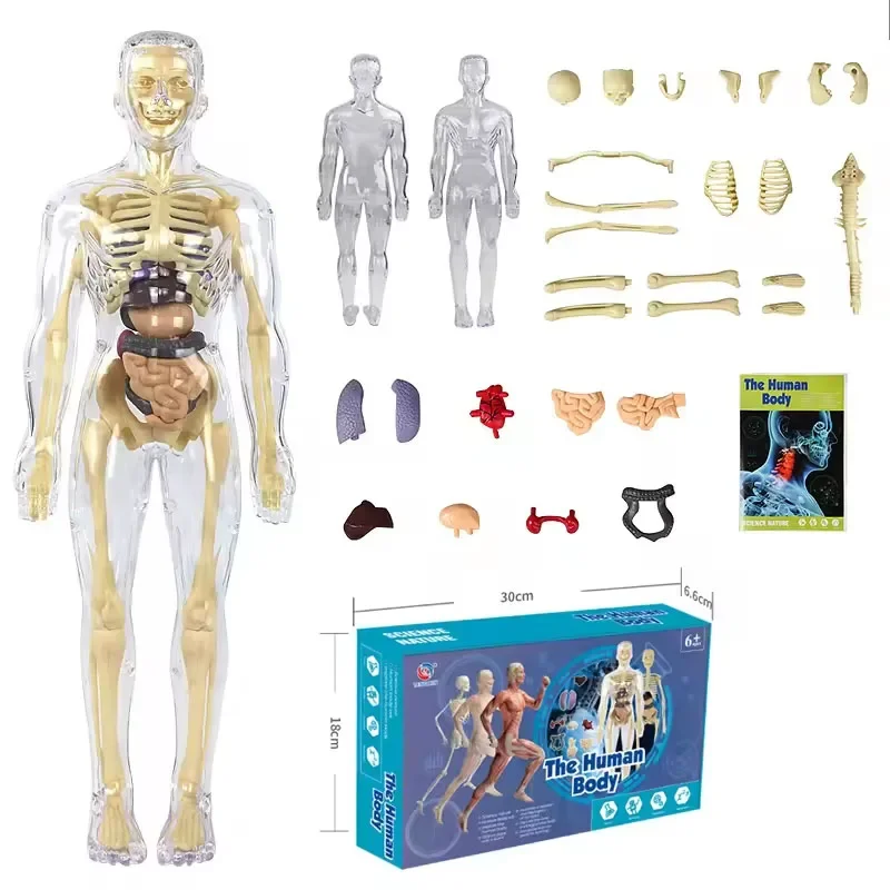 3D Human Body โครงกระดูกโครงกระดูกมนุษย์เด็ก DIY Anatomy Organ ของเล่นลําตัวปริศนาประกอบการศึกษารุ่นการสอน Aid
