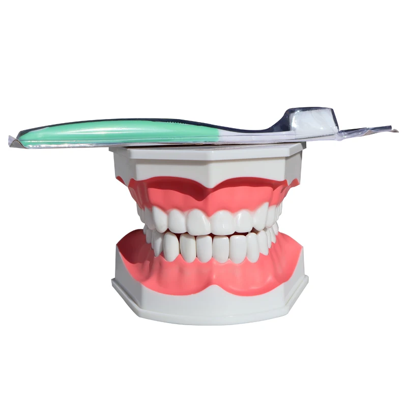 Dental teaching aids 2x enlarged with tongue model, medical school learning tools, clinical doctor patient explanation model