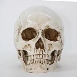 Sculpture resin halloween home decoration decoration craft skull size 1:1 model life copy medical high quality statue