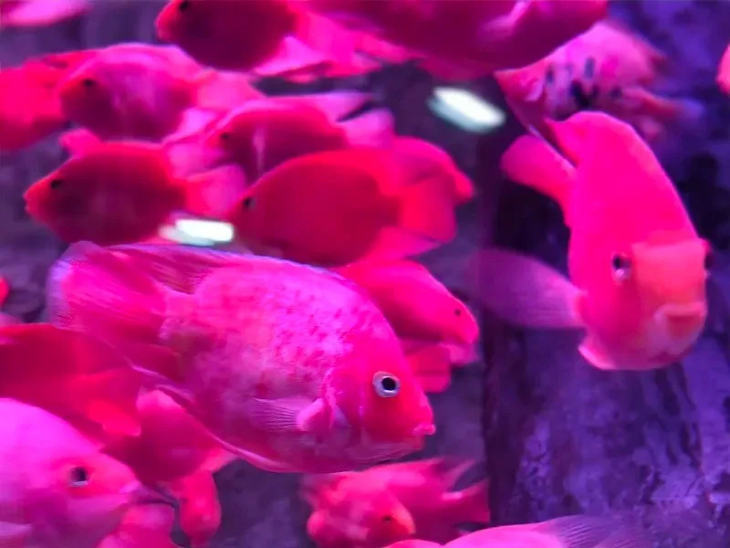 

Мотор для радиоуправляемых машин 390 Brush Motor, низкий уровень шума, сильный магнит, медный, 14T, металлическая шестерня для машин с дистанционным управлением