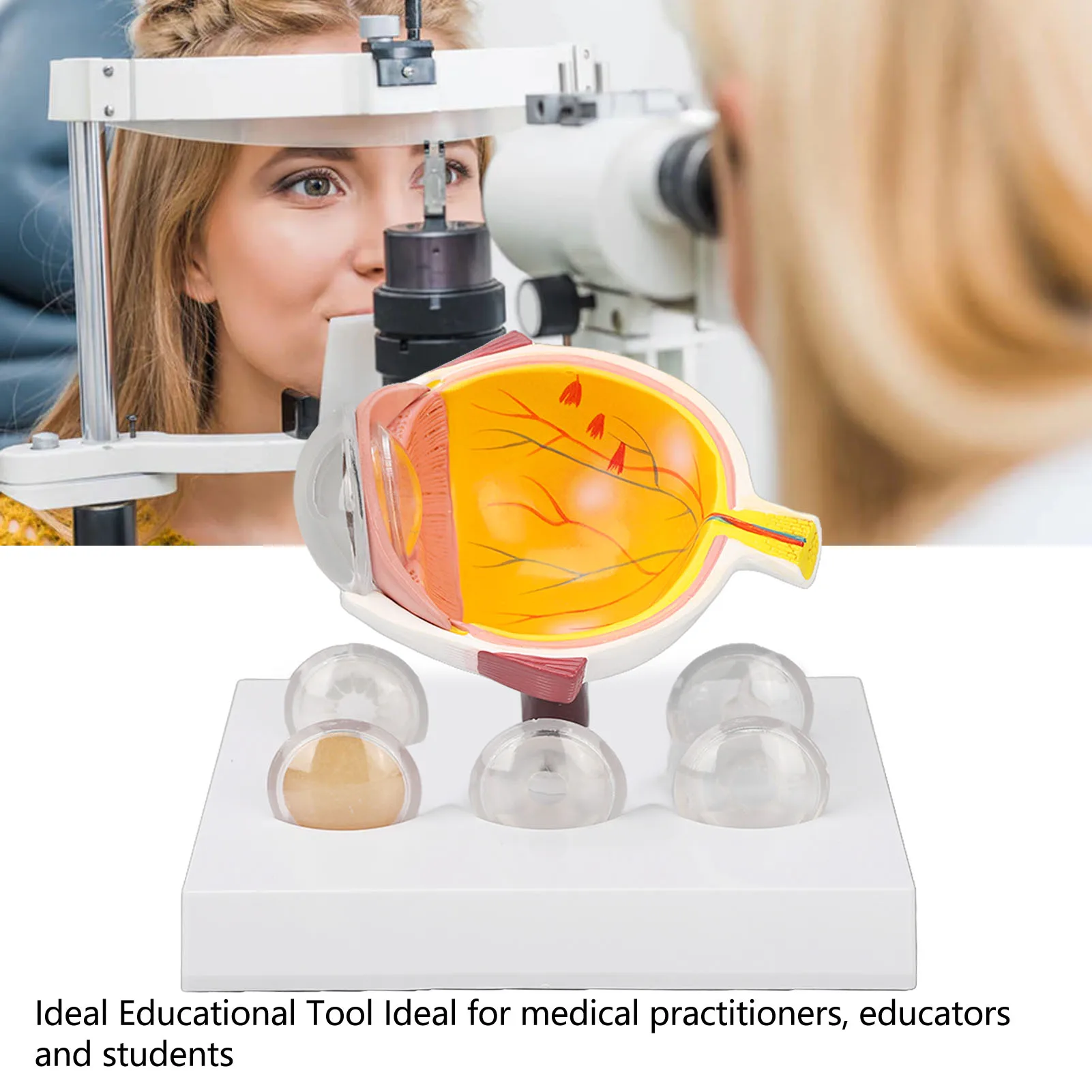 Augapfelmodell, vergrößertes anatomisches Modell des menschlichen Auges, genaue Shows, Augapfelmodell mit optischer Hornhautlinse