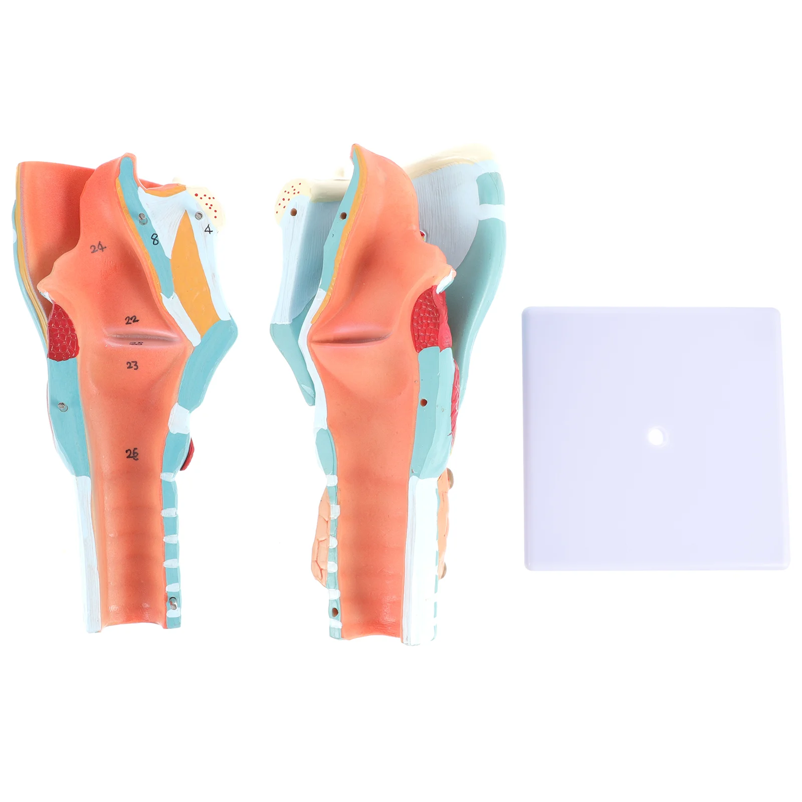 Anatomy Teaching Model Laryngeal Structure Anatomical Educational Training Aid Throat Display