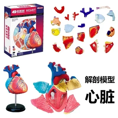 Human Organ Anatomy Assembly Model Brain Visceral Musculoskeletal Medicine Teaching DIY Toys