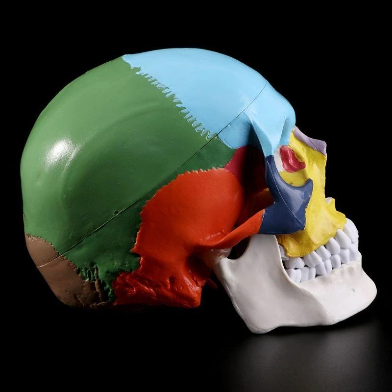 62ka Tamaño vida Life Colorido Modelo calavera humana Anatomía Anatomía Enseñanza médica Skeleto