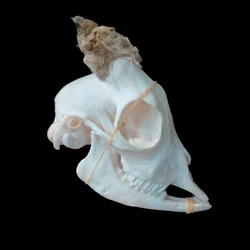Horned ram skull Animal bone specimen Collect carving handle Bar props personalized decoration DIY material