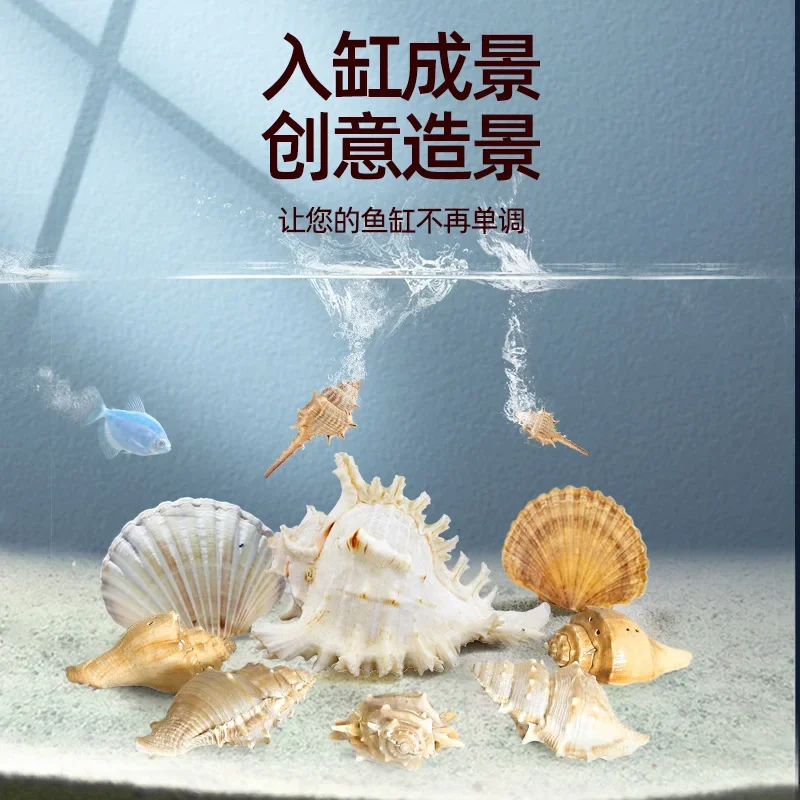 Natural Shell Conch Fish Tank Creative Landscaping Aquarium Full Set Starfish Hermit Crab Decoration Small Ornament