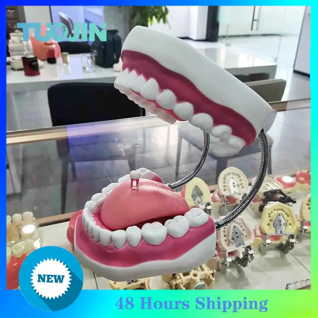 Six-Fold Enlargement Dental Anatomy Model Tongue Oral Teaching Prosthesis Dentistry Consumables for Dental Material Education