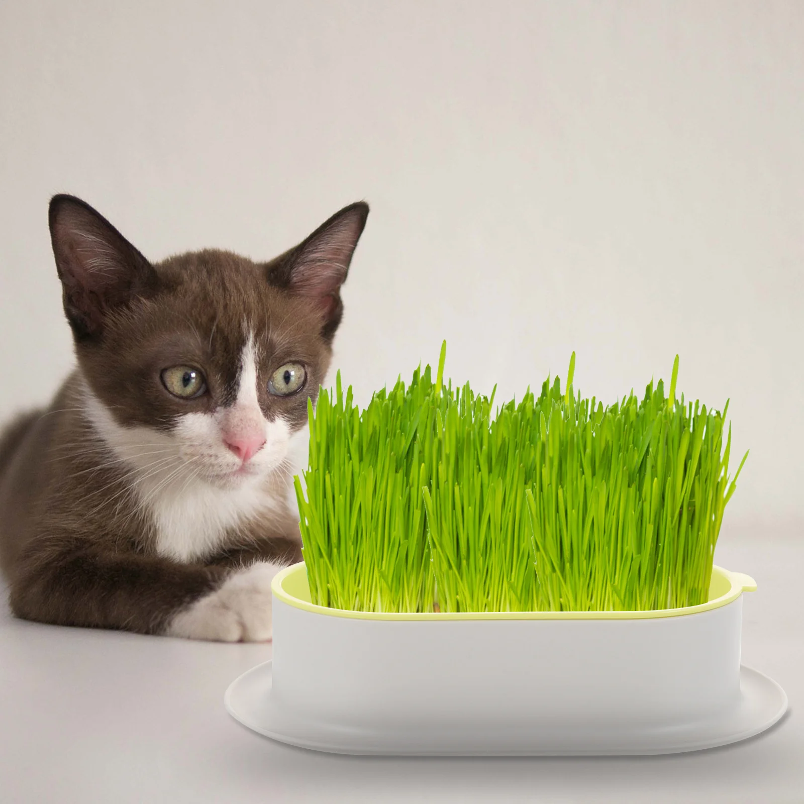 

Hydroponic Planting Box Durable Plastic Planter Compact Design Space-Saving Pet Grass Hydroponic Tray For Home Easy Indoor