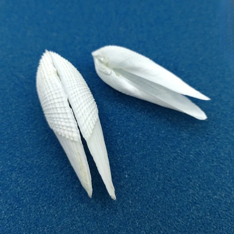 Angel's Wings Natural Conch Shell White Scallop Specimen Snail Fish Tank Aquarium Landscaping Home Decoration Ornaments Plate