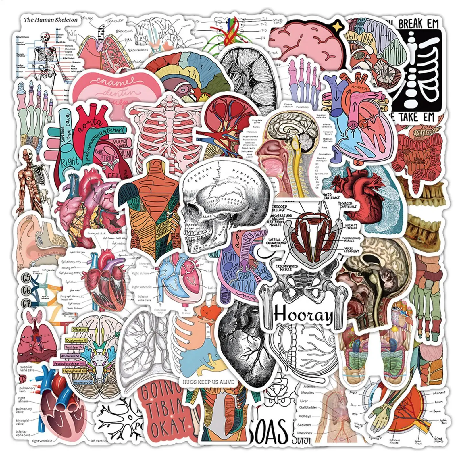 Anatomy Stickers 50 Piece Vintage Medical Biology Decals Waterproof Science Stickers for Doctors Nurses Students, Laptop Water