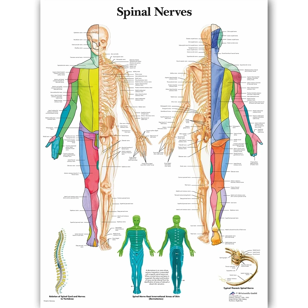 

Modular Canvas Spinal Nerves Hd Prints Pictures Wall Art Anatomy Painting Home Decor Medical Education Posters For Office Frame