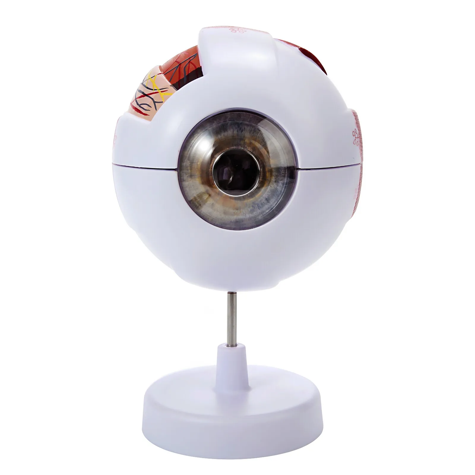 Enlarged Human Eyeball Anatomical Model 3D Detachable Eye Structure Teaching Model For Ophthalmology Medical Education Display