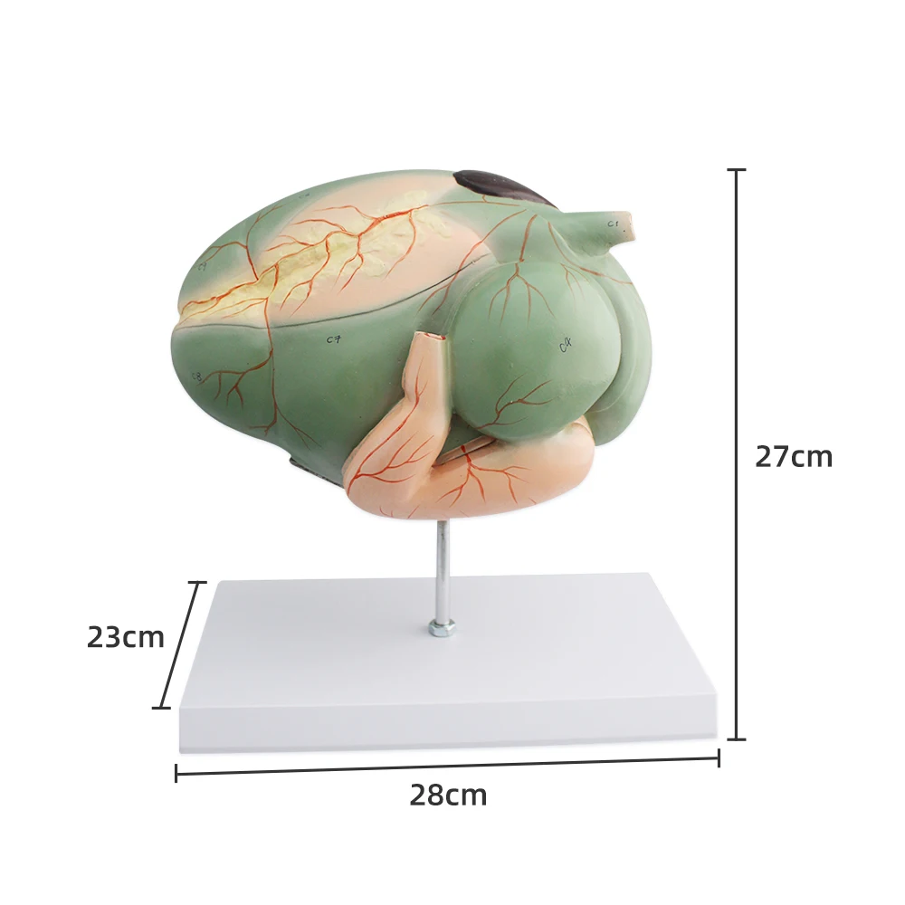 Cattle stomach dissection model detachable cattle stomach model  various animal organ models animal model teaching models