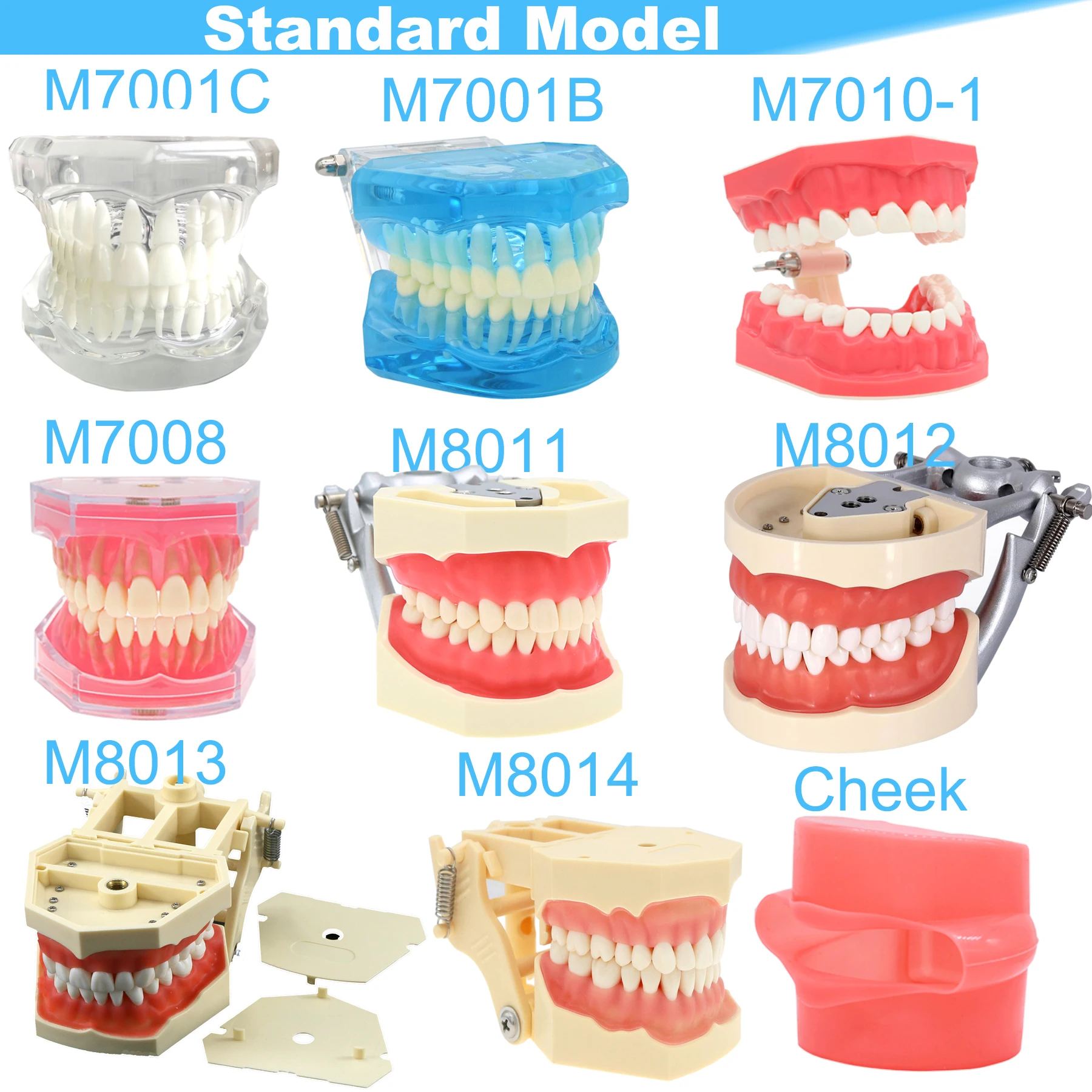 Modèle de dents dentaires, fuchsia, implants standard, orthodontique, dentiste, démonstration, étude