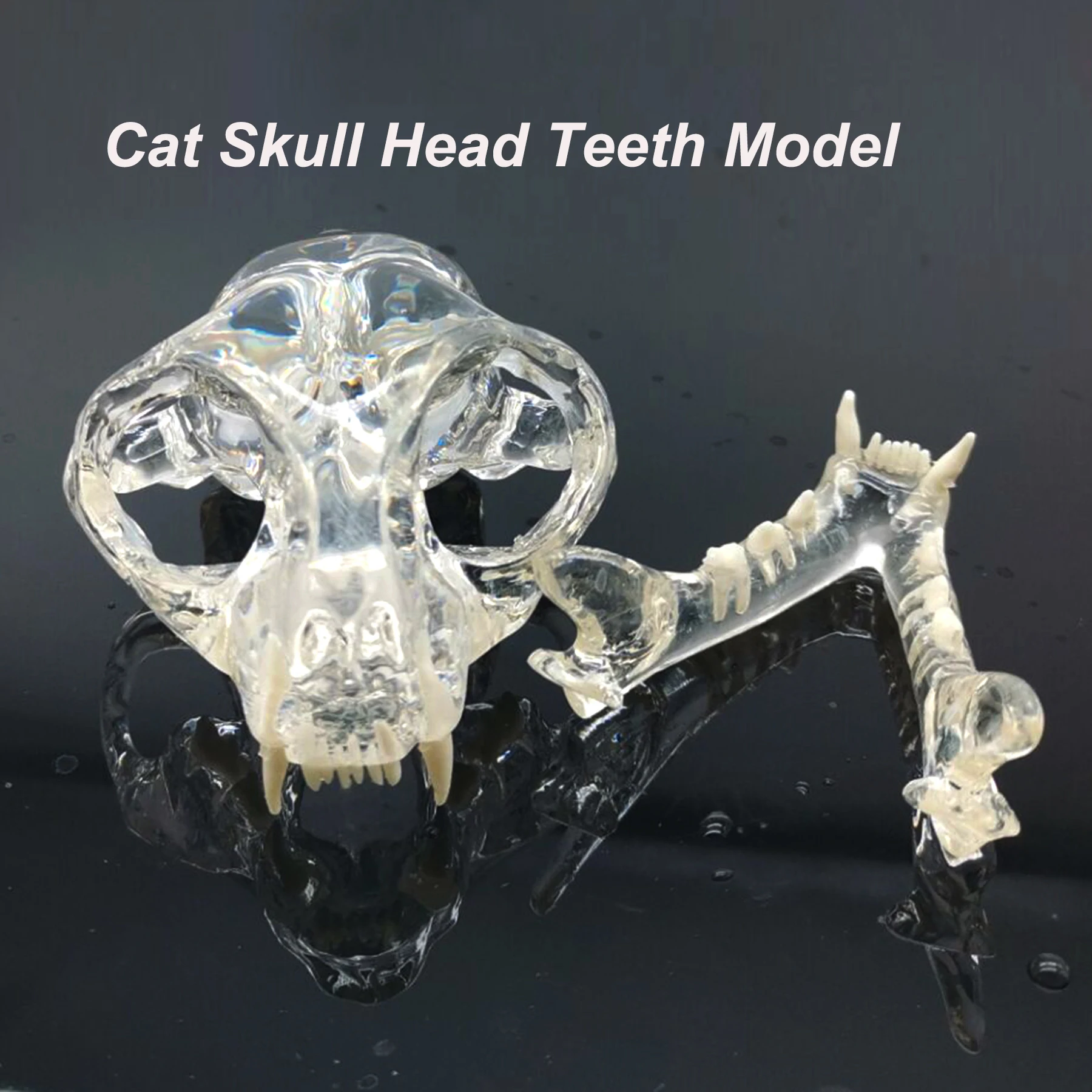 

Dental Cat Teeth Model Full Skull Head Clear Pet Anatomical Tooth Jaw Canine Veterinary Education Decoration Demonstrate