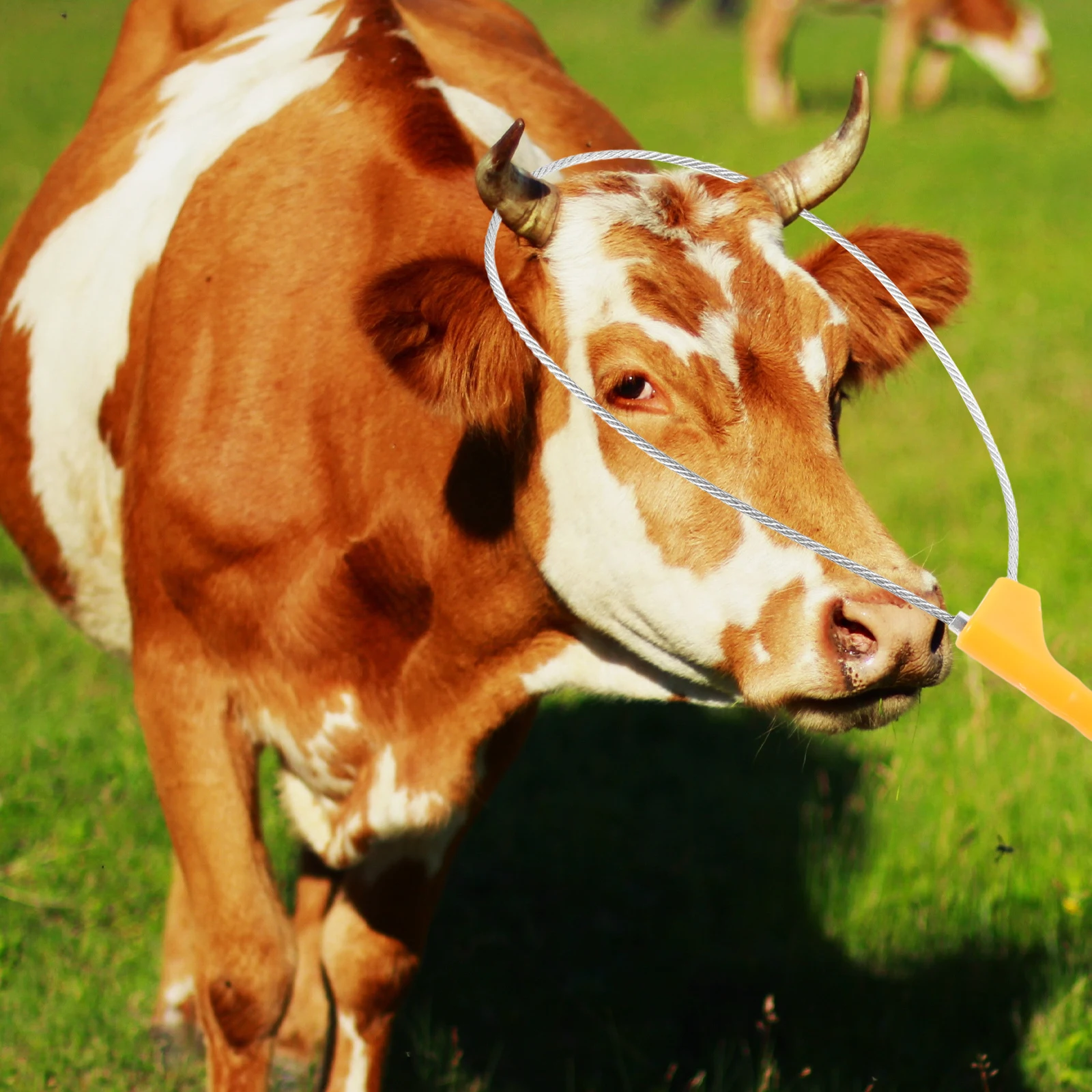 

Stainless Steel Pig Catcher Holder Adjustable Size Farm Livestock Catching Tool Plastic H Non Slip Grip Sampling Treatment