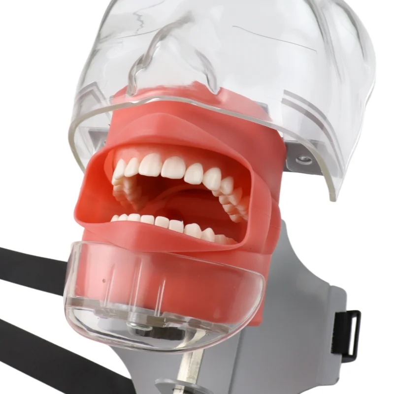 Dental Simulator Phantom Head Model with Teeth Dentist Teaching Practice Training Model Dental Lab Supplies Simple Head Model
