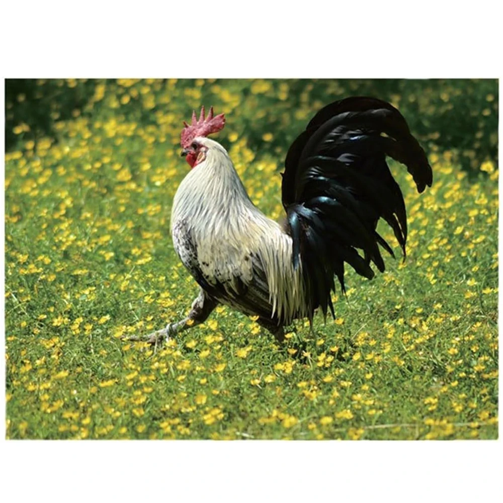 2025 Big Cocks Calendar, Vibrant Wildlife Photography, 12-Month Wall Calendar, Office & Home Decor, Animal Enthusiasts, Paper, E