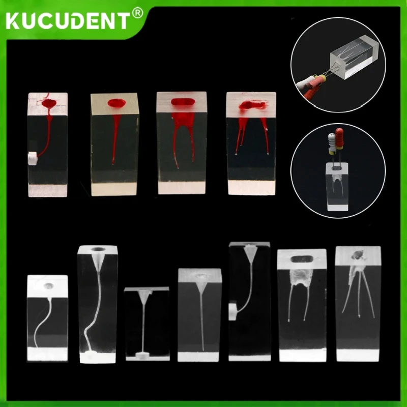 

1pc Dental Endo Teeth RCT Pulp Cavity Study Practice Block Endodontic Root Canal Teeth Teaching Model Dentistry Demo Training