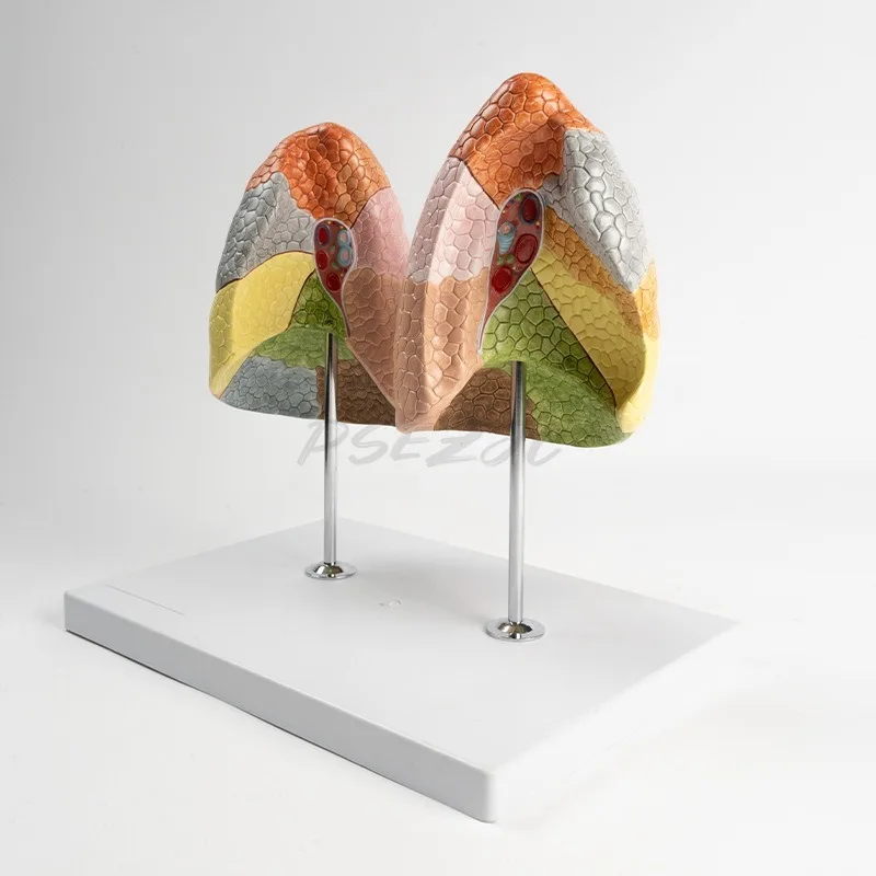 Color Human Lung Segment Model Color Regional Division Visceral Organ Anatomical Model
