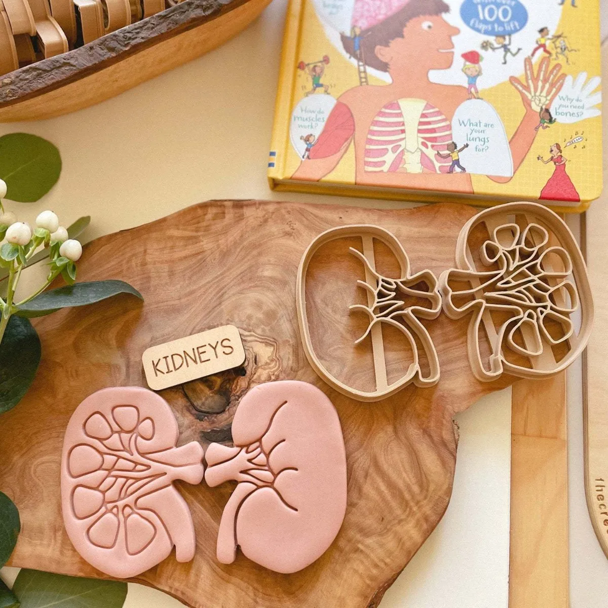 Organi realistici del corpo umano Stampi per biscotti Stampi per argilla colorata per bambini Giocattoli multiuso per organi del corpo umano di Halloween