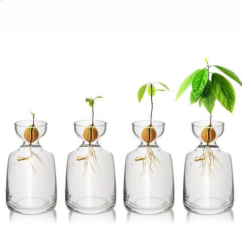 4-Piece Avocado Seed Starter Vase