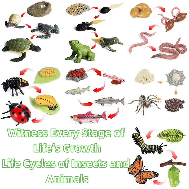 Biology Growth Cycle Model Set Realistic Animal Plant Life Stages Teaching Aids Cognitive Science Learning Adults Creative Gifts