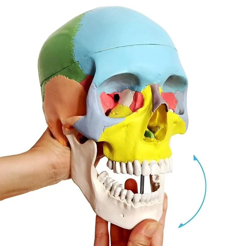 Painted Life Size Human Skull Medical Science Anatomical Model Anatomy Adult With Removable Skull Cap And Articulated Mandible